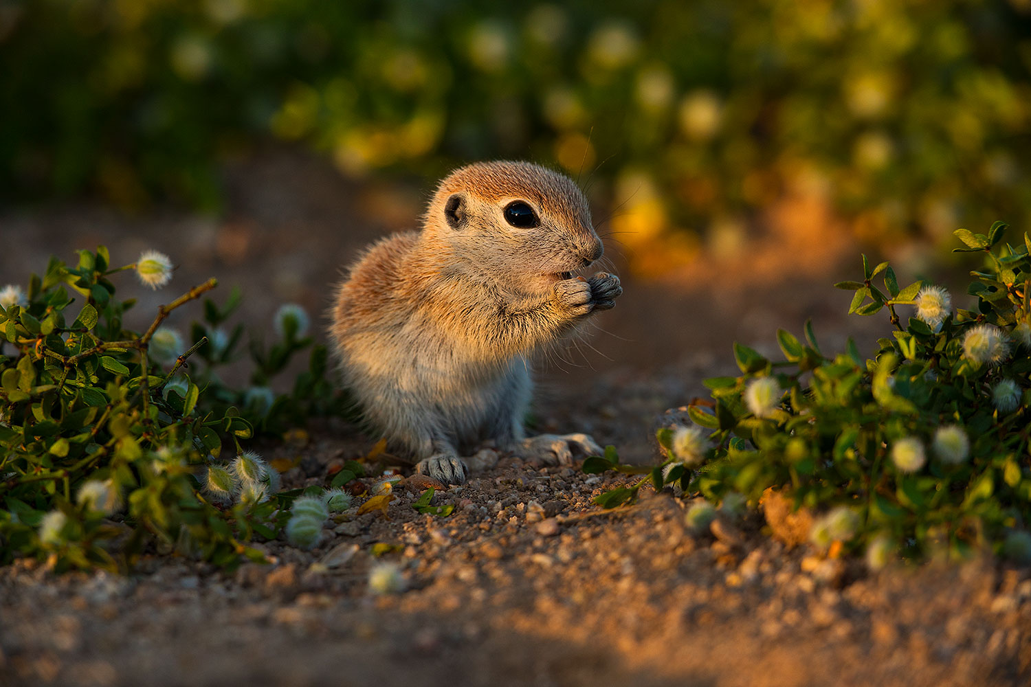 2019-05-14-gv-creatures-viv1-5d4_5448