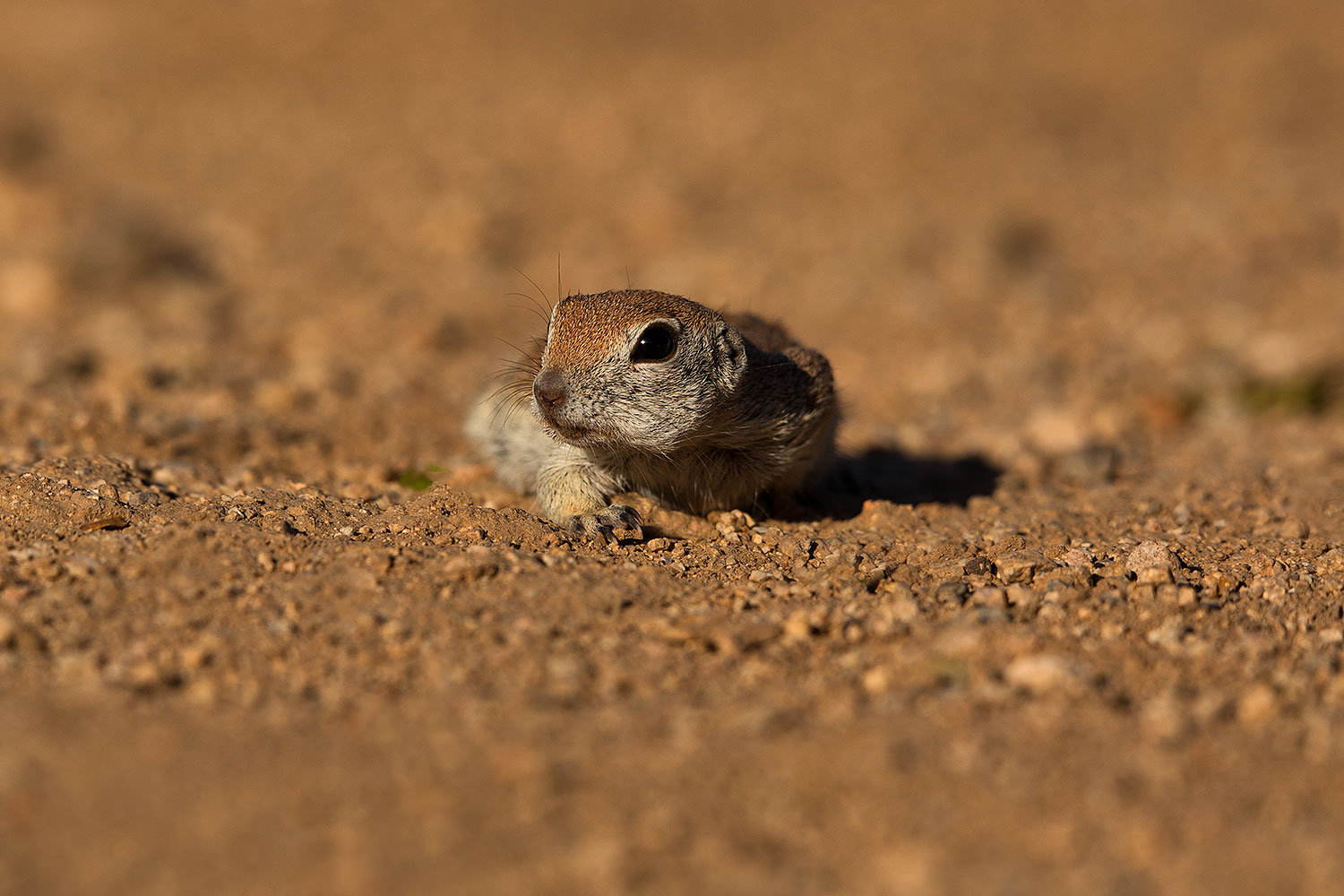 2019-05-16-gv-creatures-viv1-5d4_6253