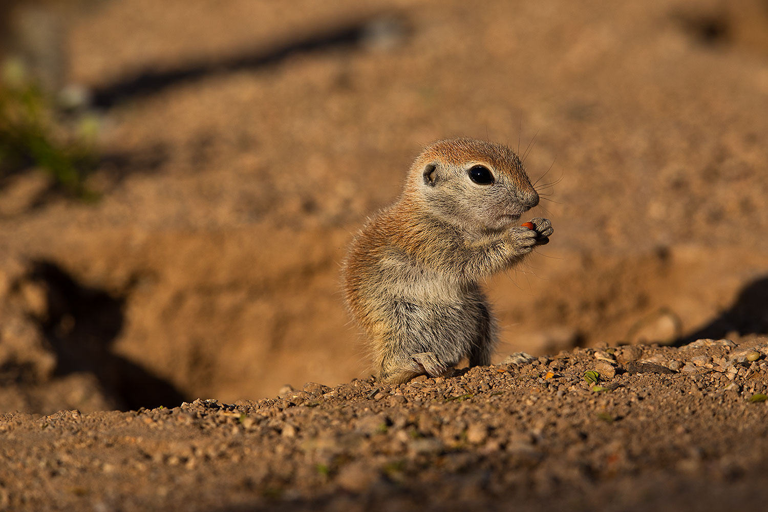2019-05-17-gv-creatures-viv1-5d4_7517
