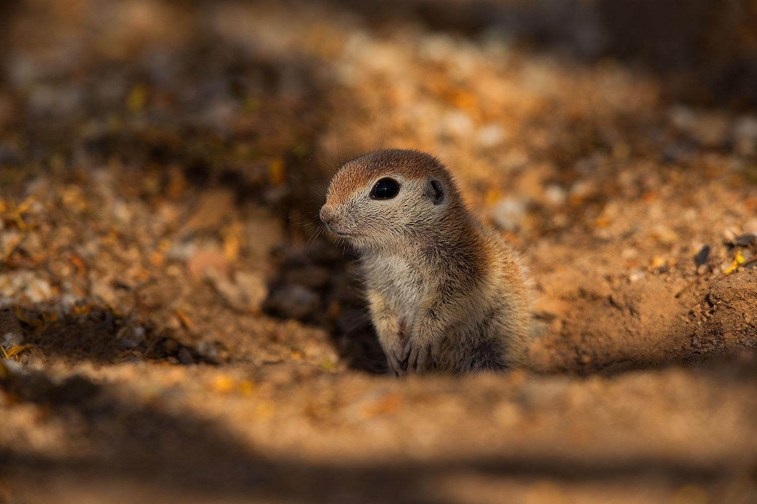 2019-05-21-gv-creatures-ton1-5d4_9230