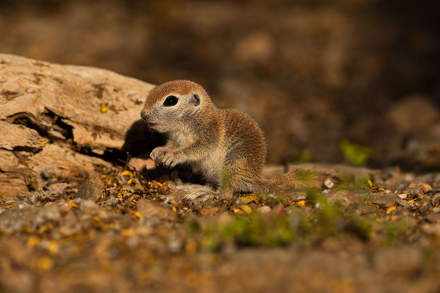 2019-05-21-gv-creatures-viv1-5d4_9442