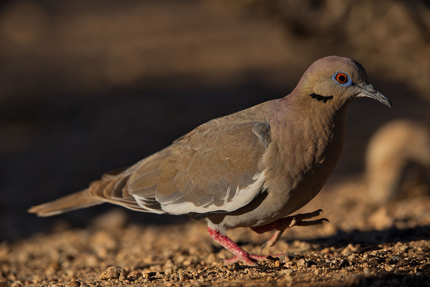 2019-05-25-gv-dove-ton1-5d4_12730